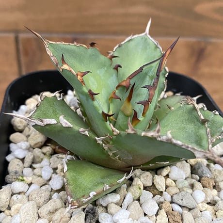 Agave titanota 実生02