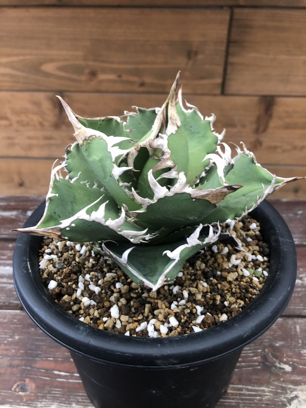 アガベ チタノタ コック Agave titanota cg-01 - 植物/観葉植物