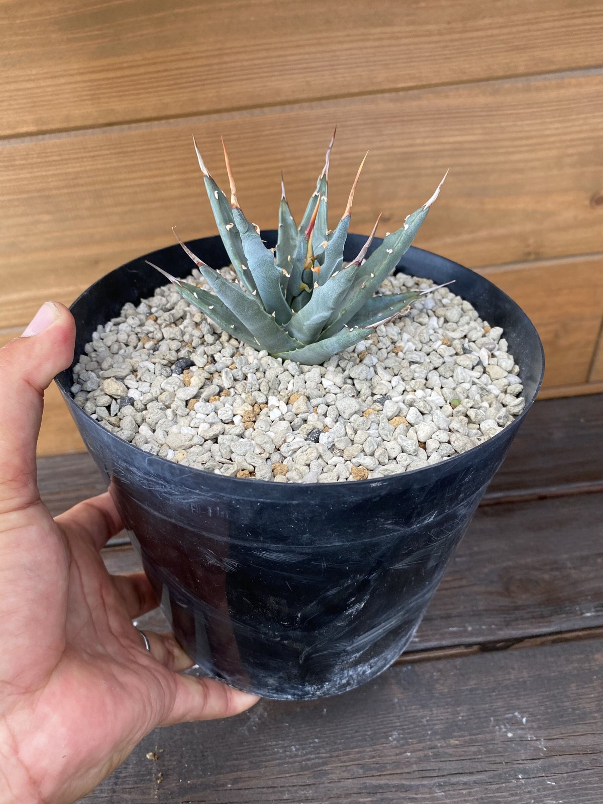 Agave utahensis nevadensis | 河野園芸 Agave utahensis nevadensis | 河野園芸