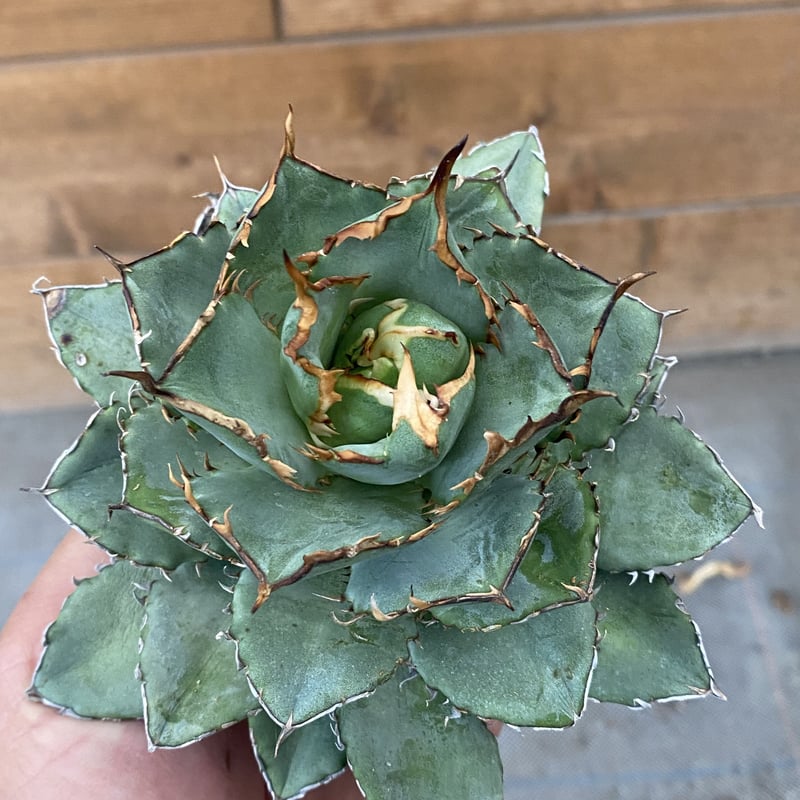 Agave titanota filigree “devil“ | 河野園芸 Agave titanota filigree “devil“ | 河野園芸