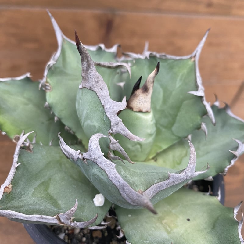 Agave titanota “Ashura” | 河野園芸 Agave titanota “Ashura” | 河野園芸