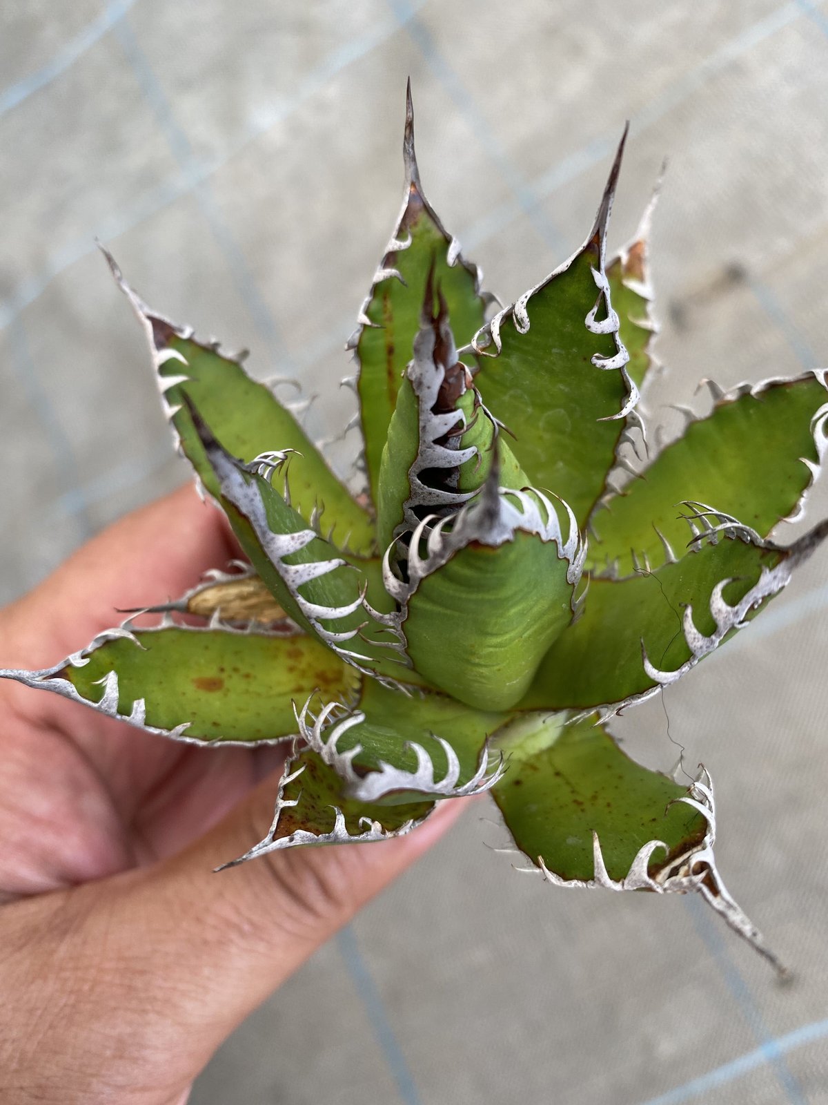 Agave horrida | 河野園芸