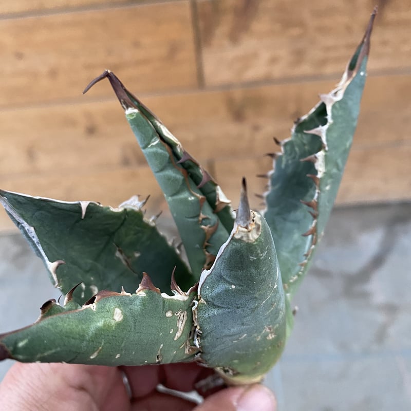 AGAVE OTEROI OAXACA 現地球オリジナルクローン ステゴサウルス