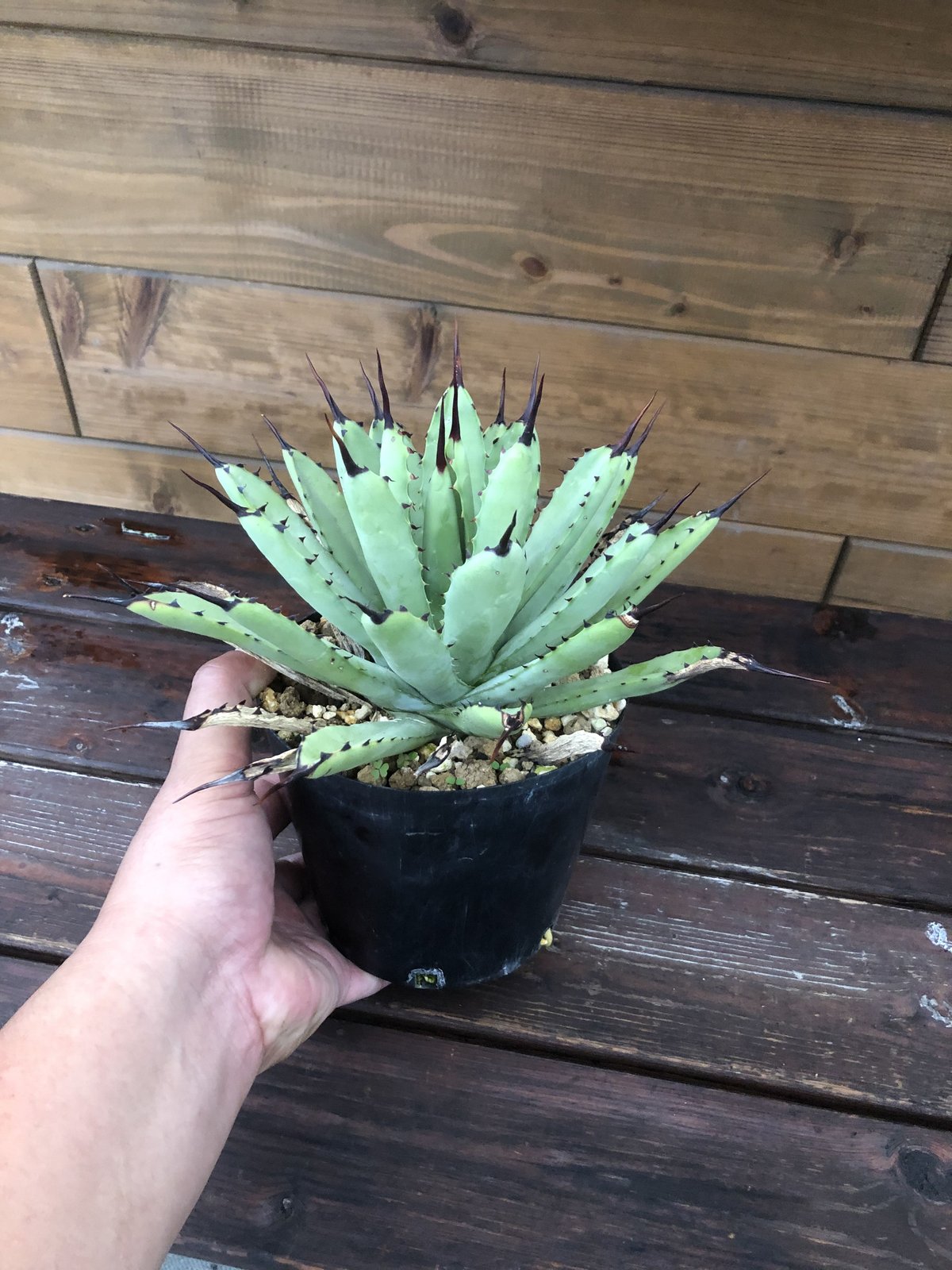 Agave macroacantha green | 河野園芸 Agave macroacantha green | 河野園芸