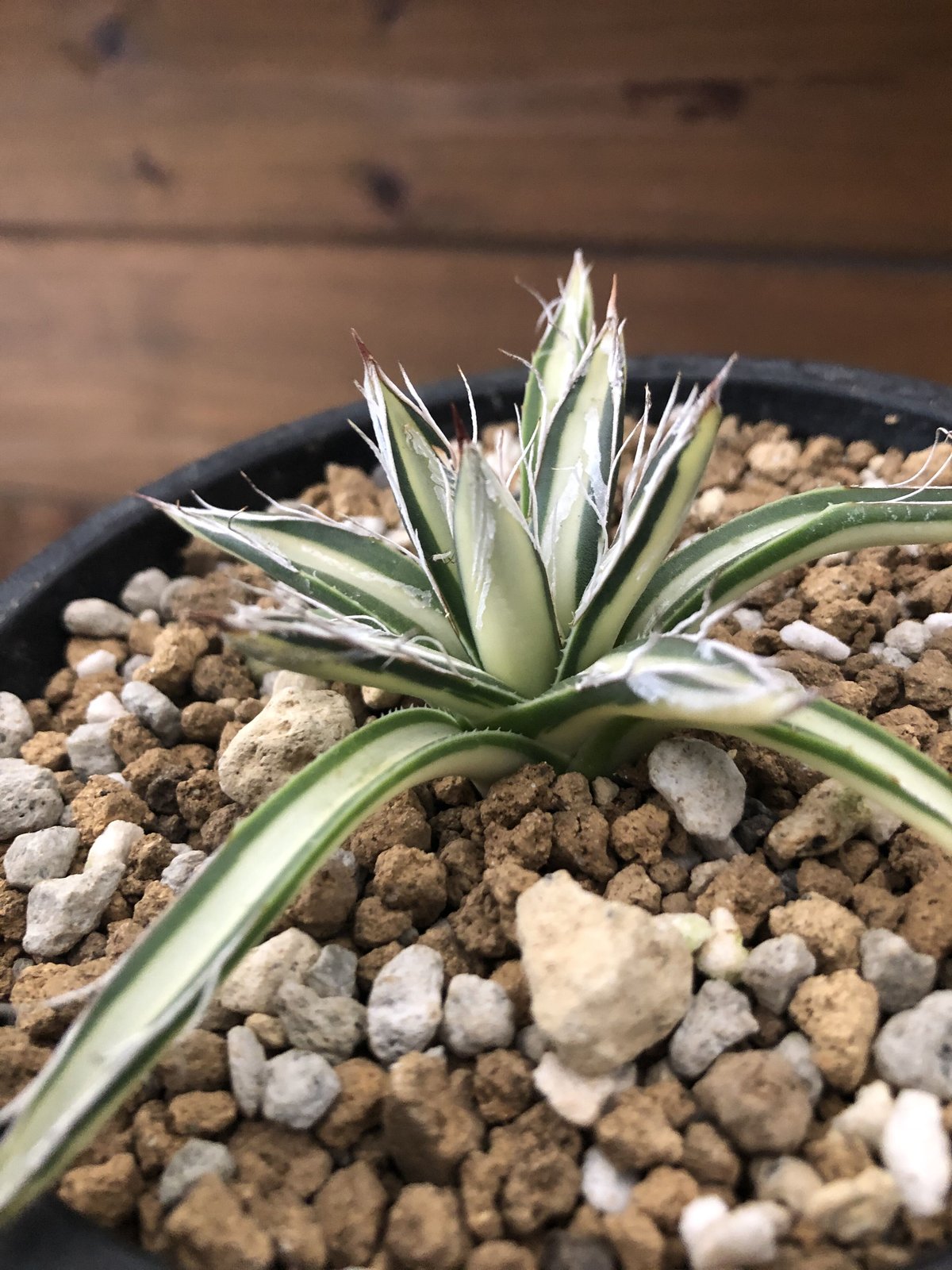Agave parviflora 姫乱雪白中斑 | 河野園芸 アガベ クイーン