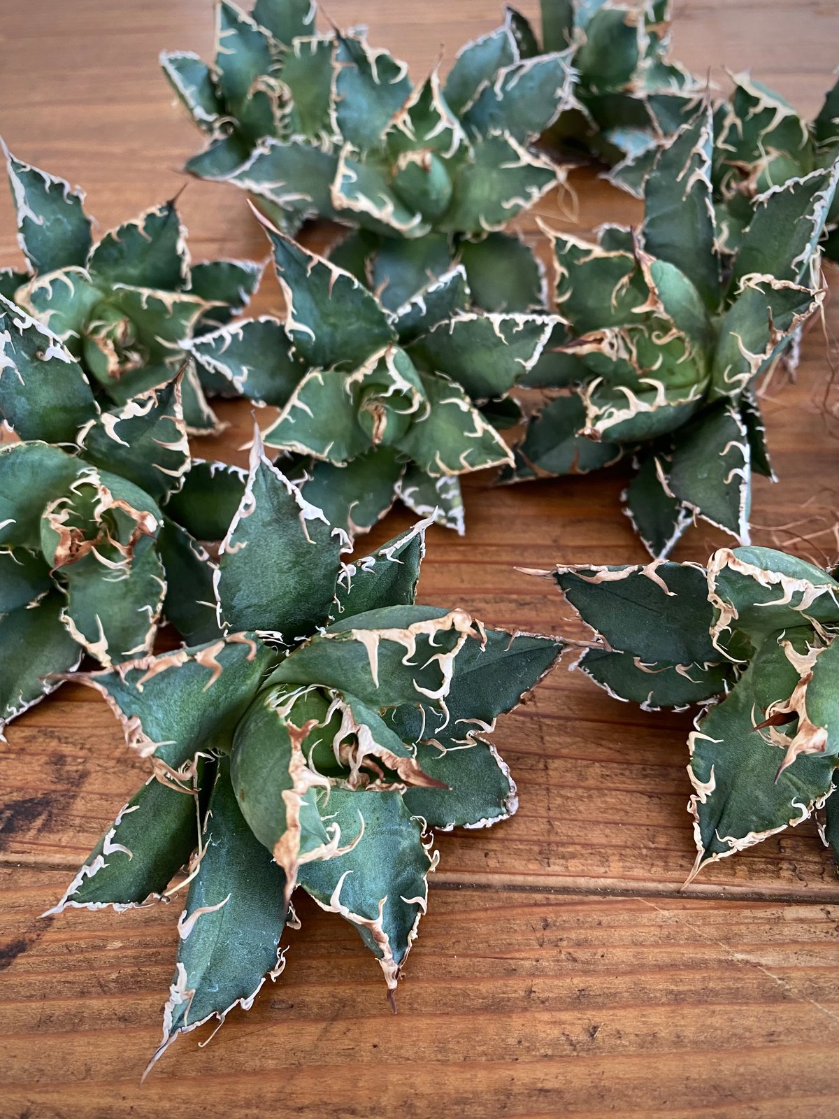 オアハカ アリゾナ メリクロン