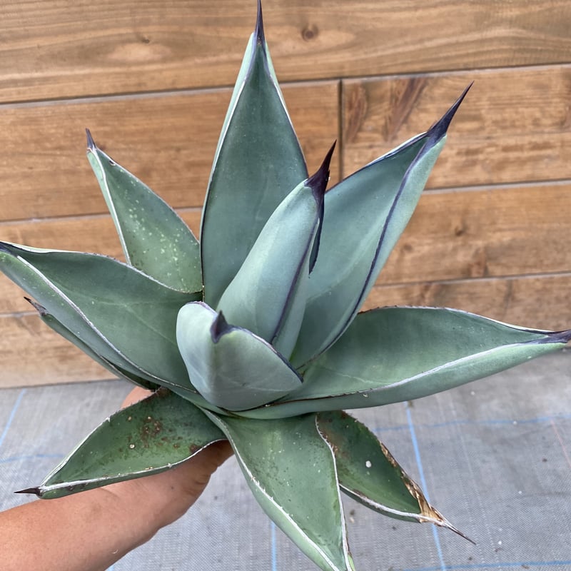 92 アガベシャークスキンAgave 'Sharkskin' （子株有り） 【公式通販】