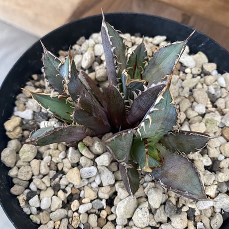 CATEGORY Agave | 河野園芸 CATEGORY Agave | 河野園芸