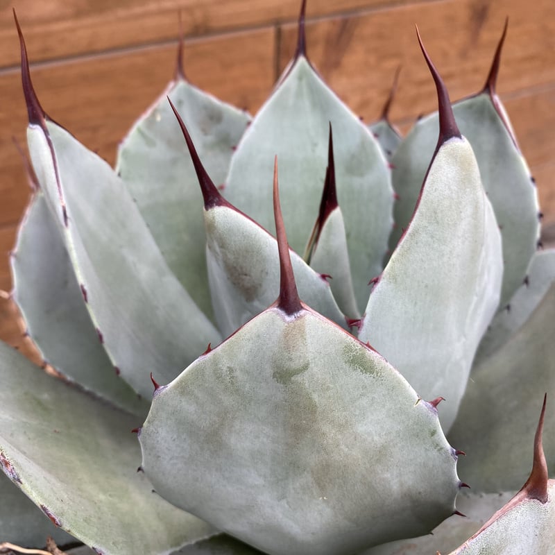 Agave parryi var. truncata XL | 河野園芸 Agave parryi var. truncata XL | 河野園芸
