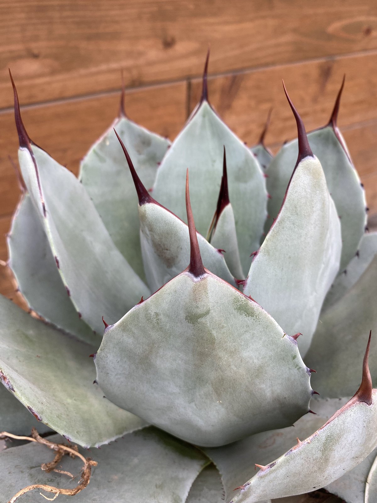 Agave parryi var. truncata XL | 河野園芸 Agave parryi var. truncata XL | 河野園芸