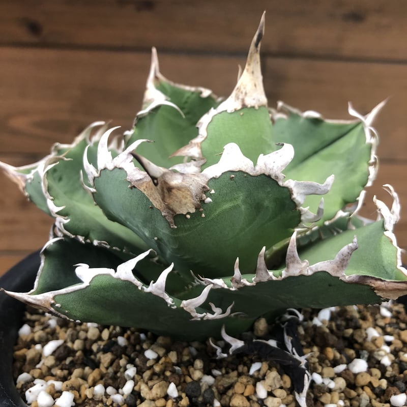 Agave titanota CG-01 a.k.a. COK | 河野園芸