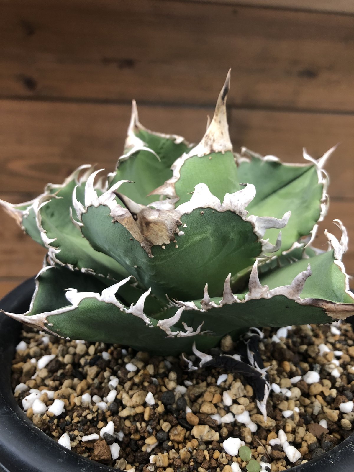 アガベ チタノタ コック Agave titanota cg-01 - 植物/観葉植物