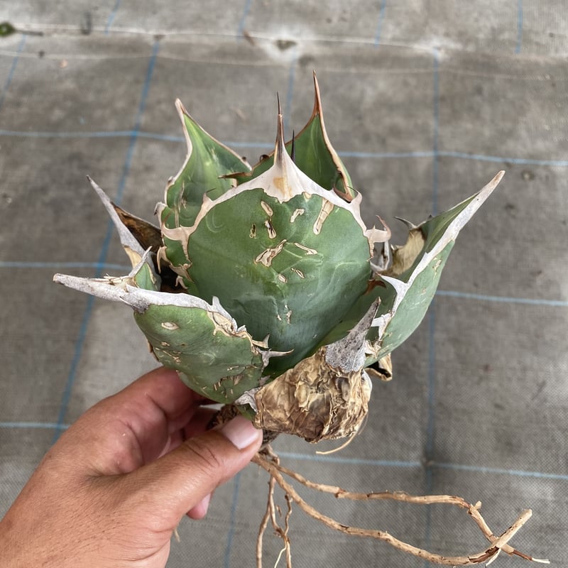 オアハカ　オテロイ　oaxaca oteroi 大株 超鋸歯 oaxaca oteroi オアハカ オテロイ コンパクト 特大鋸歯 発根済み