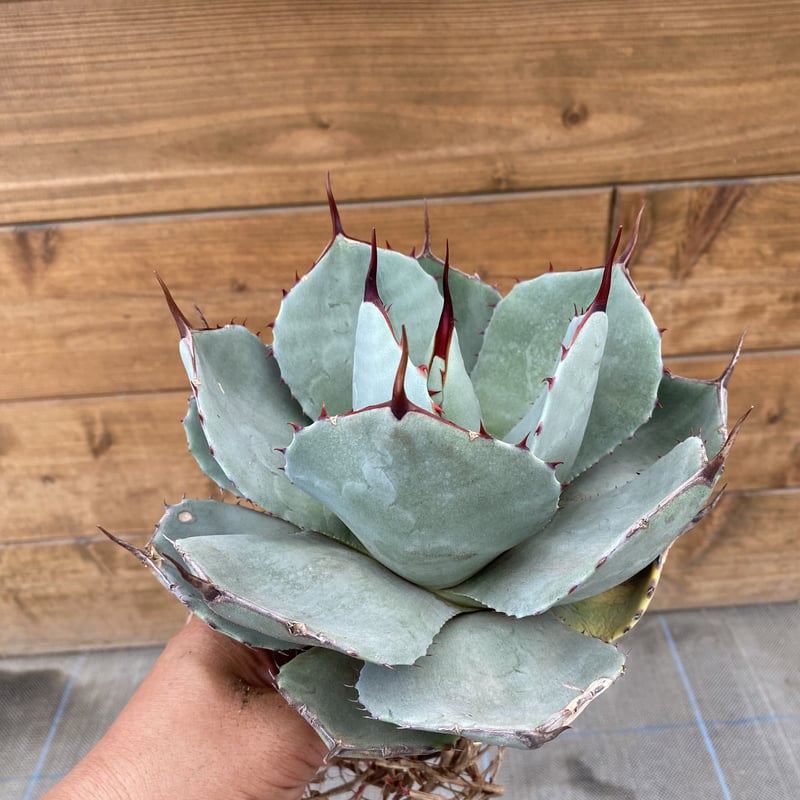Agave parryi var. truncata | 河野園芸