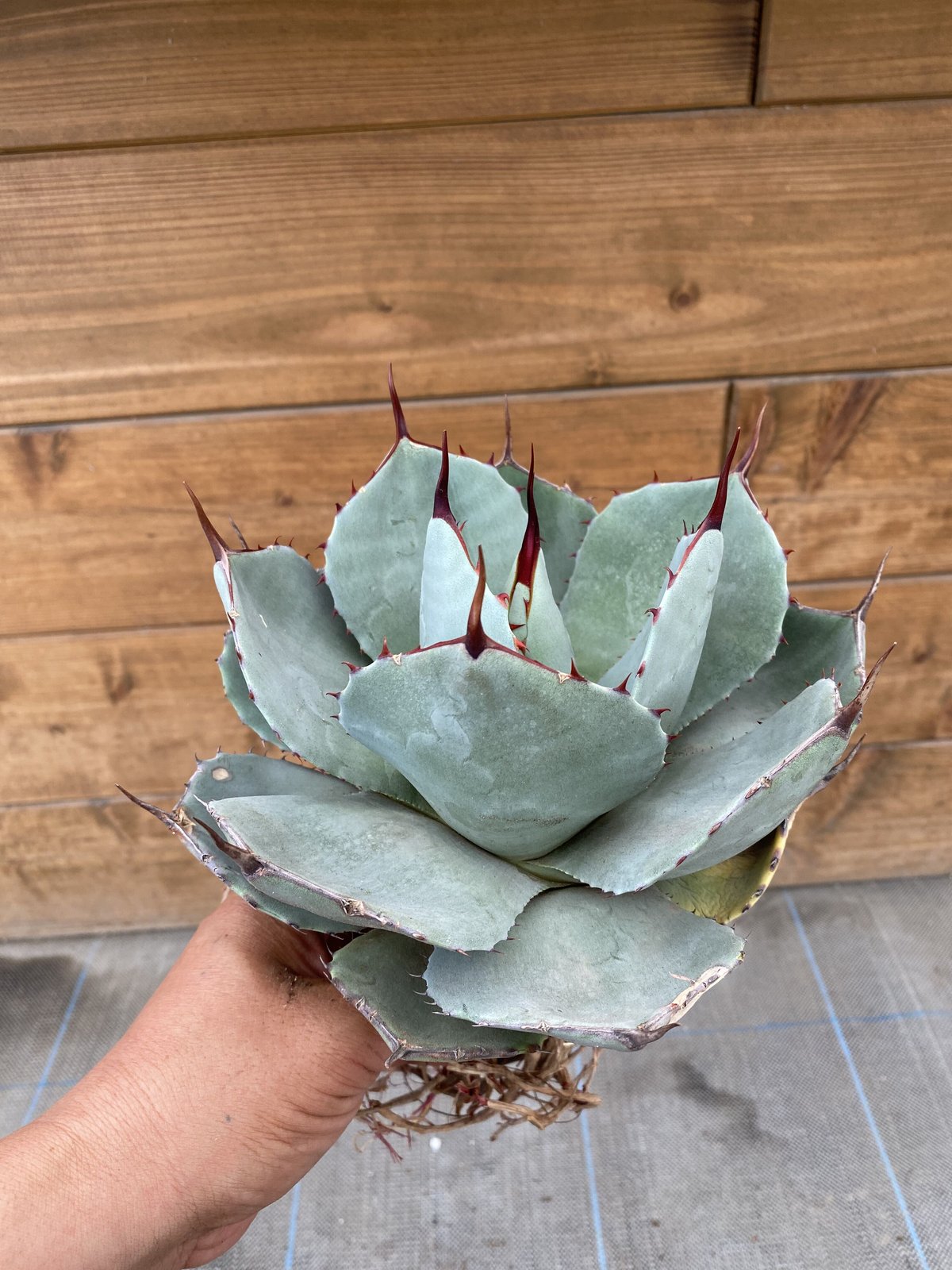Agave parryi var. truncata | 河野園芸 Agave parryi var. truncata | 河野園芸
