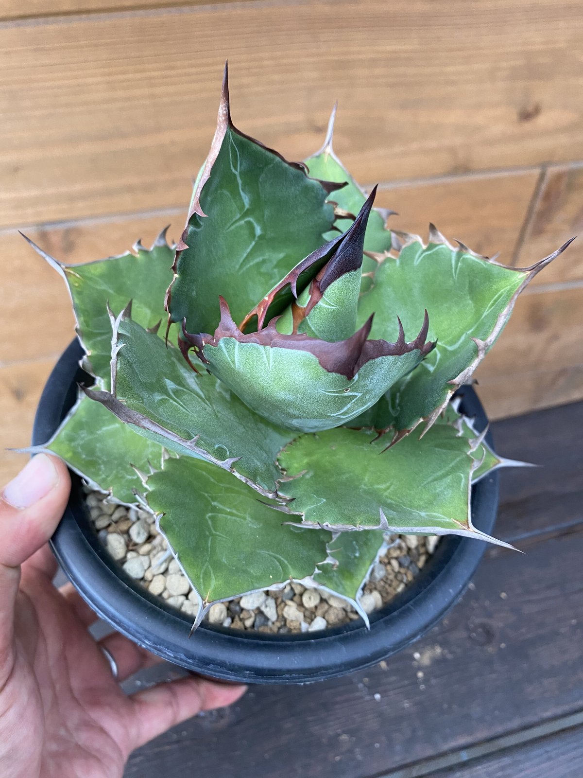 Agave “TiHo” (titanota x horrida) Ⅰ | 河野園芸