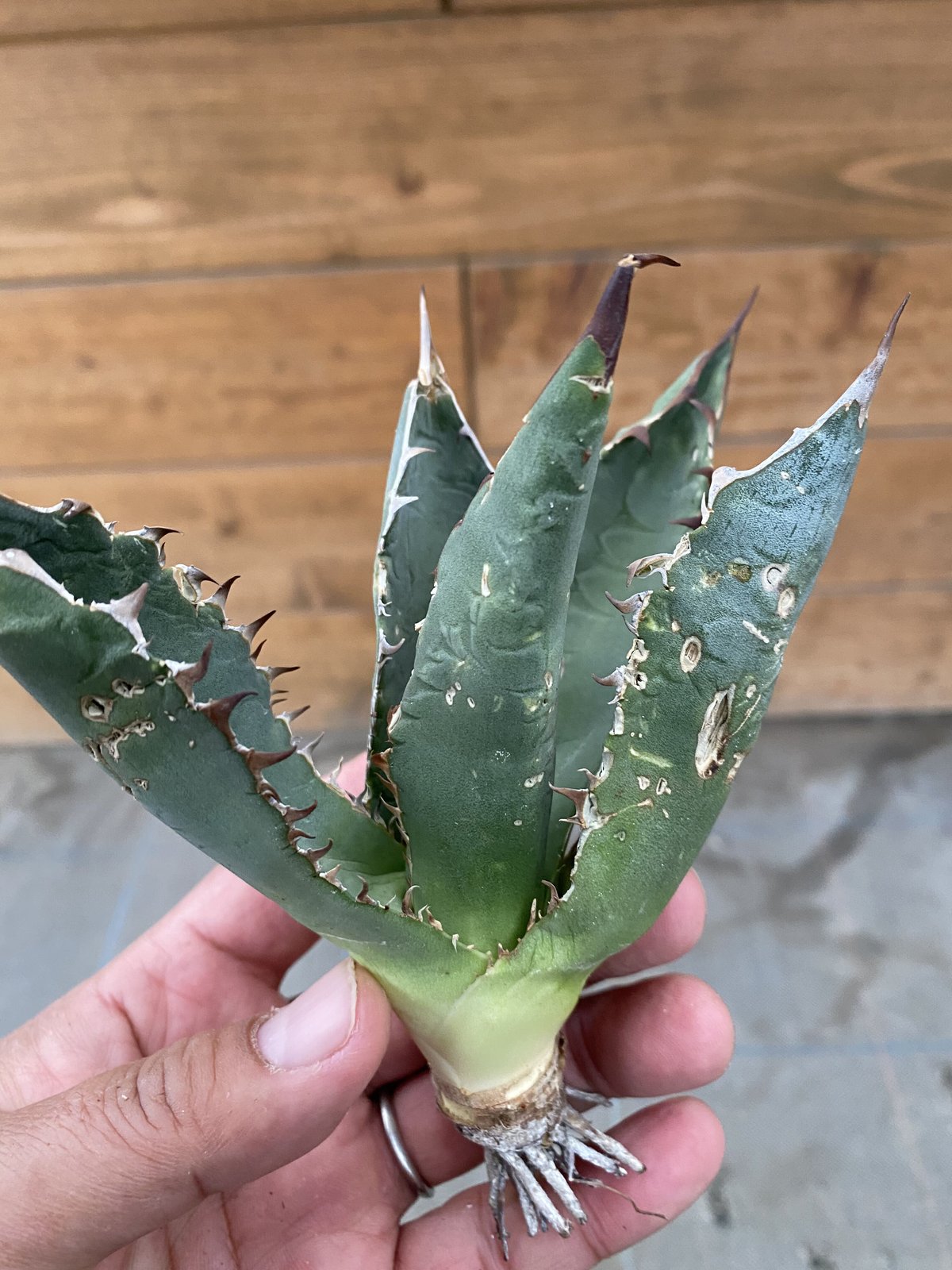 Agave oteroi Oaxaca | 河野園芸 Agave oteroi Oaxaca | 河野園芸