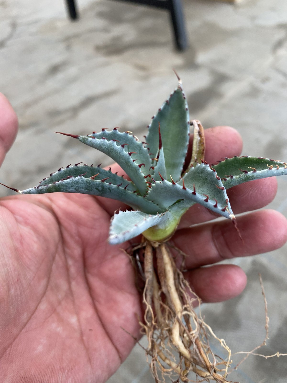 アガベラプターハイブリッドレア