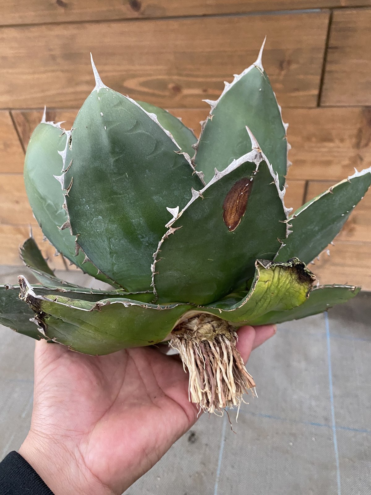 Agave “Green Bull” | 河野園芸