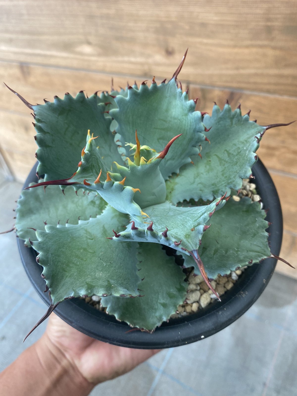 Agave potatorum “Spawn” | 河野園芸 Agave potatorum “Spawn” | 河野園芸