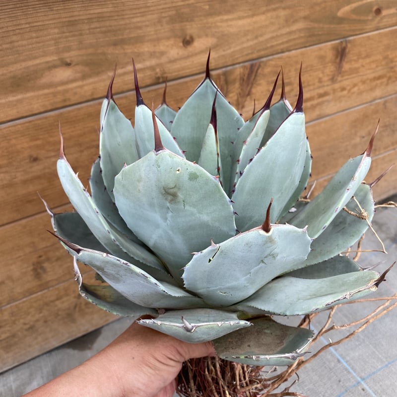 Agave parryi var. truncata XL | 河野園芸 Agave parryi var. truncata XL | 河野園芸