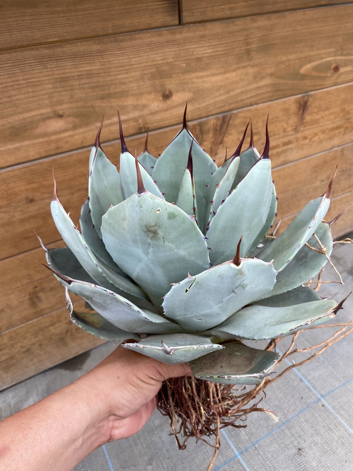 84、85、JCシャドー アガベ パリー ジャックポット トランカータ