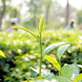 Lavinia Tea