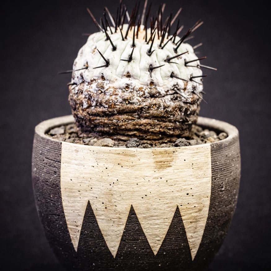 コピアポア コルムナアルバ 孤竜丸 Copiapoa cinerea var. columna...