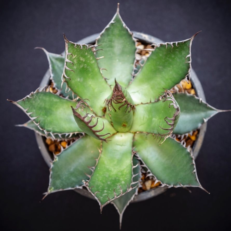 アガベ ホリダ Agave Horrida | Bloomsbury PLANTS