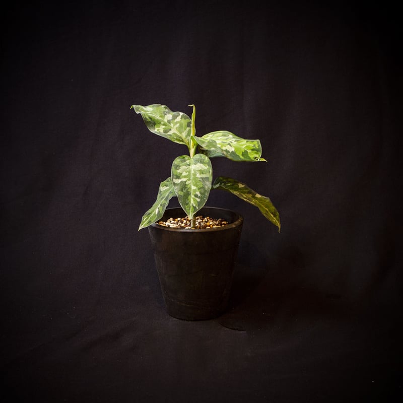 アグラオネマ ピクタム Aglaonema pictum “Nix”- アグラオネマ ピクタム Aglaonema pictum “Nix”-
