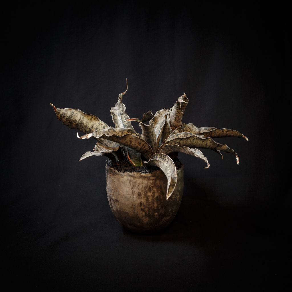 サンスベリア・キルキーコパトーン斑入り