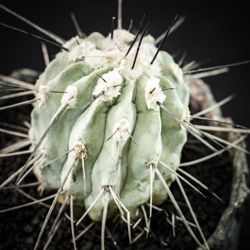 柔らかい copiapoa flower season 新品 コピアポア オーナメント ...