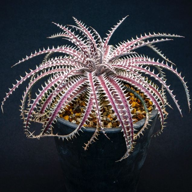 ディッキア4JOS XXX 1-2 Dyckia 4JOS XXX 1-2 | Bloomsb