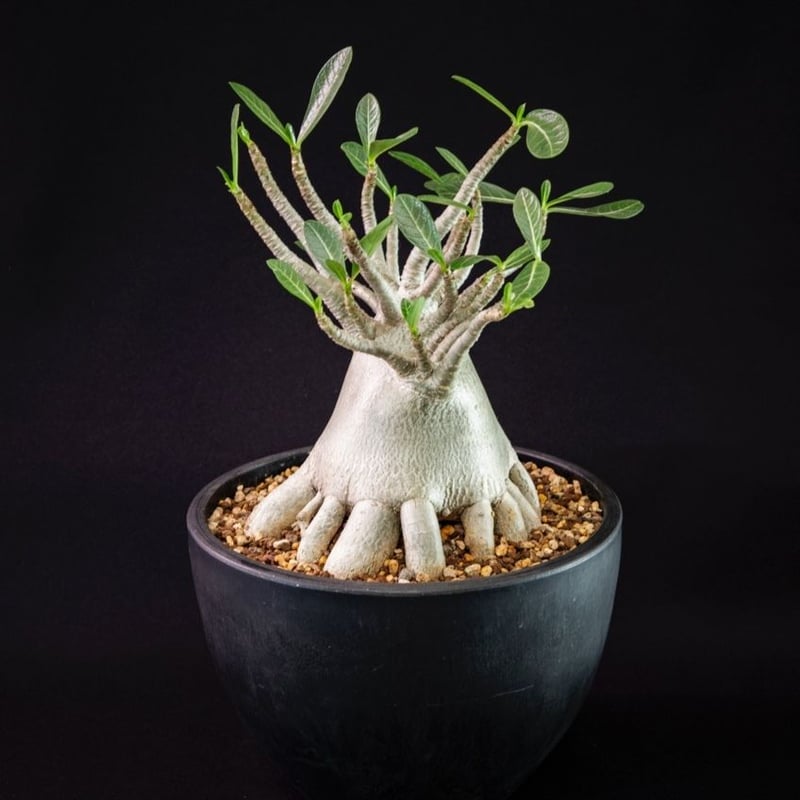 アデニウム タイソコトラナム Adenium Thai socotranum | Blooms...