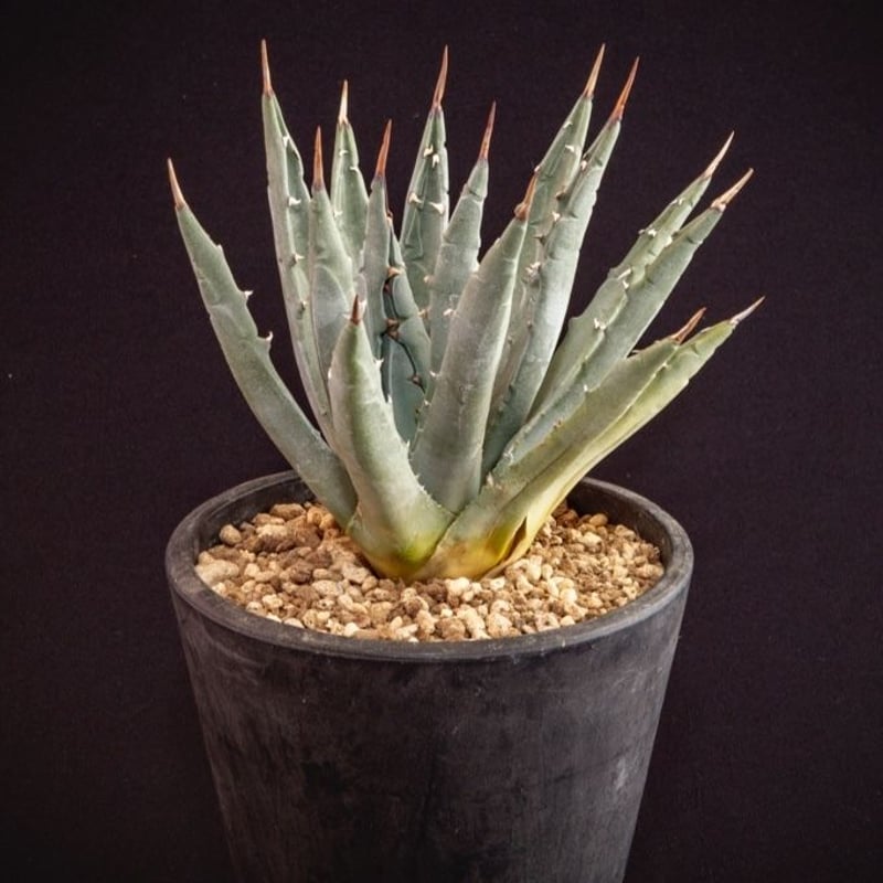 アガベ ユタエンシス エボリスピナ.2 Agave uthaensis var. ebori