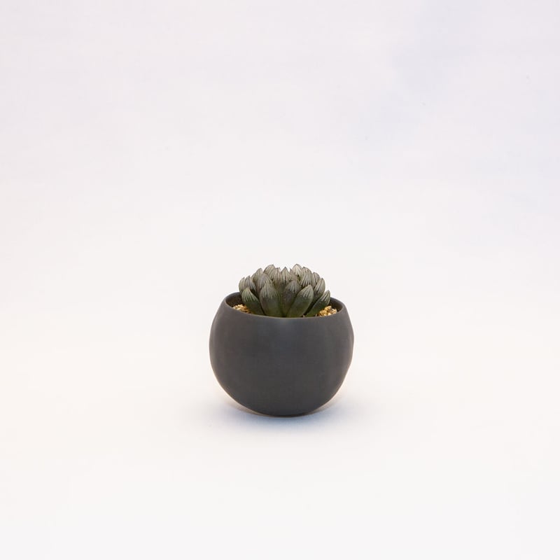 ハオルチア 黒玉露.20 Haworthia | Bloomsbury PLANTS