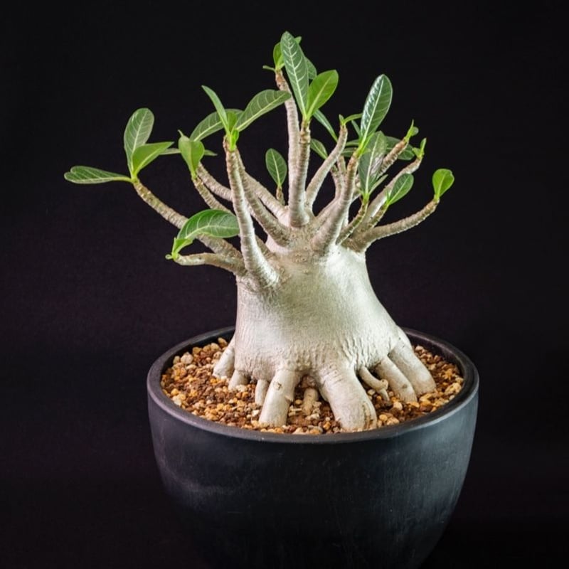 アデニウム タイソコトラナム Adenium Thai socotranum | Blooms...