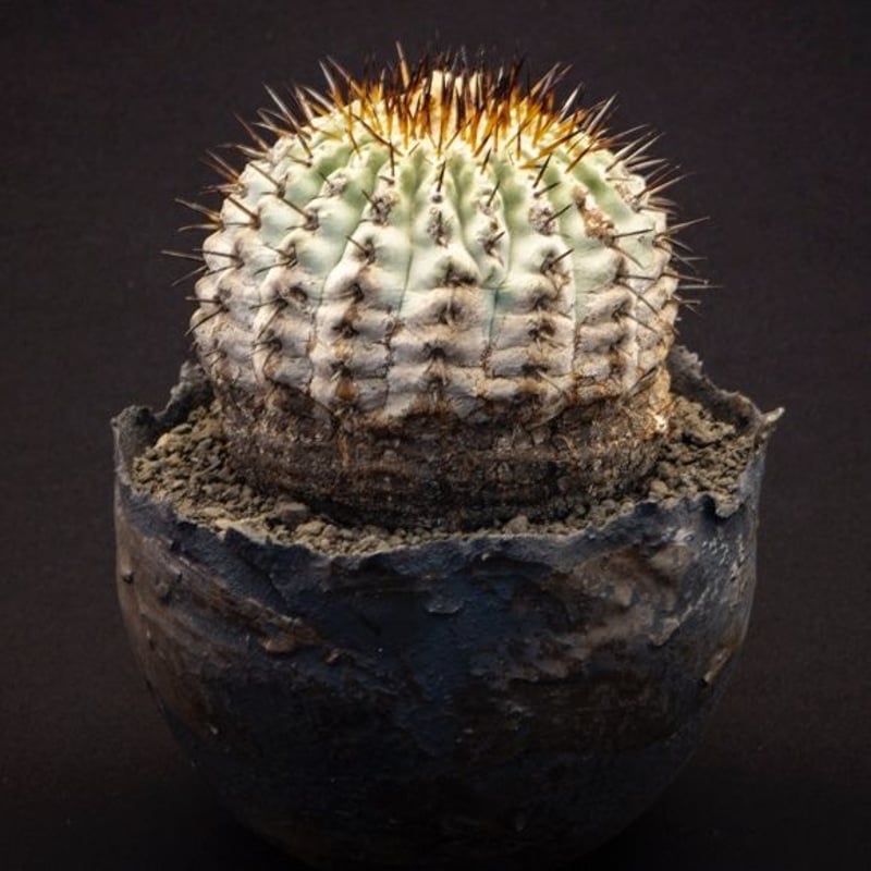 コピアポア シネレア黒王丸 Copiapoa cinerea | Bloomsbury PLANTS