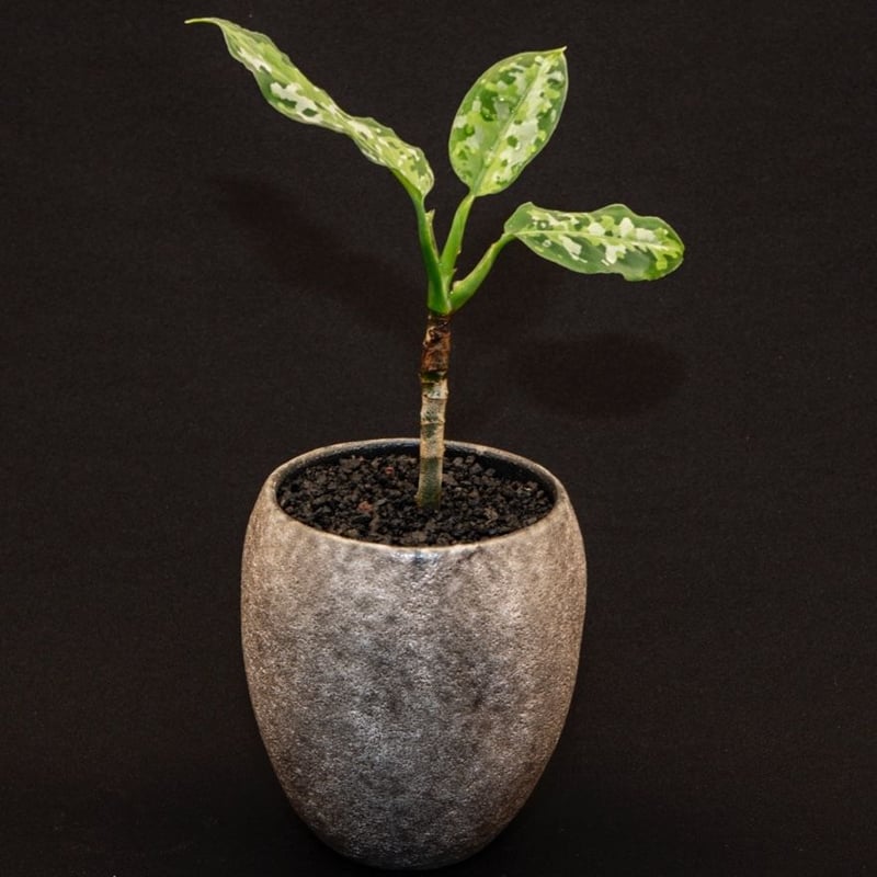 【LA便】Aglaonema pictum アグラオネマ ピクタム トリカラー