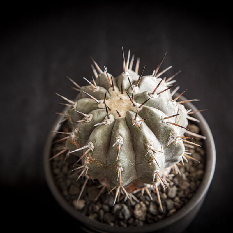 コピアポア シネレア 黒王丸 Copiapoa cinerea② | Bloomsbury ...