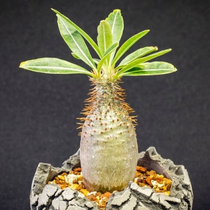 パキポディウム グラキリス Pachypodium rosulatum var.gracili...