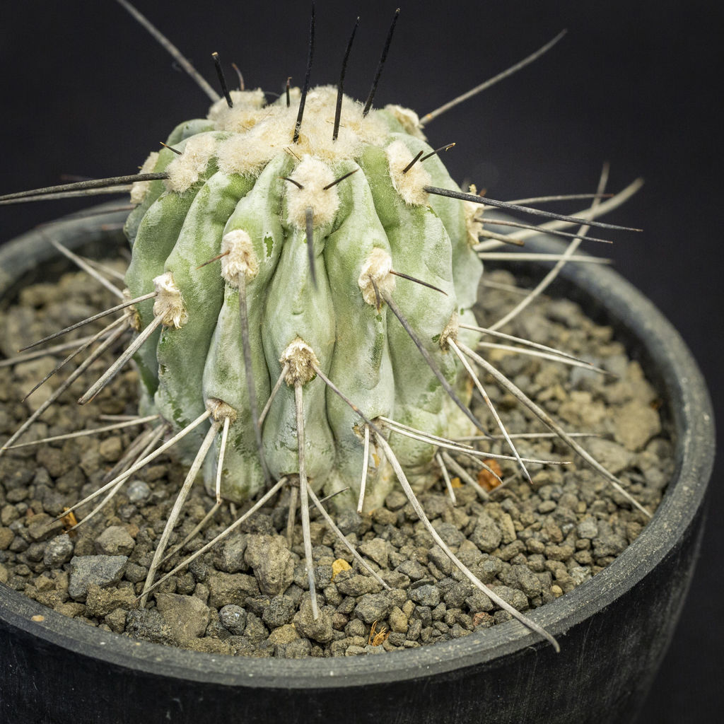 コピアポア シネレア 黒士冠 Copiapoa cinerea v. dealbata | B...