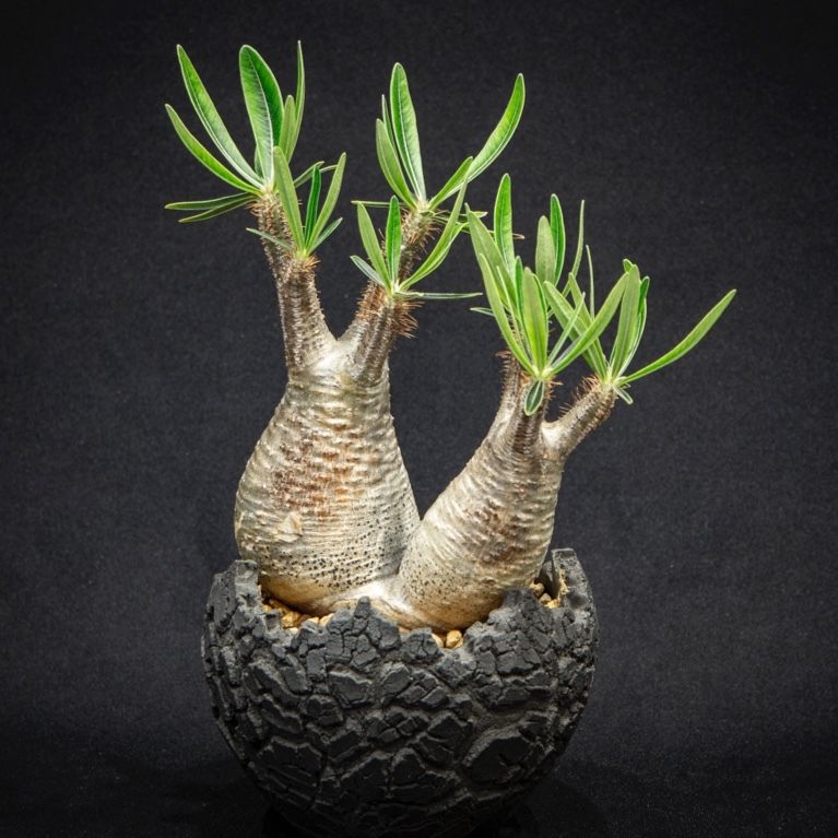 パキポディウム グラキリス ダブルヘッド Pachypodium rosulatum var....