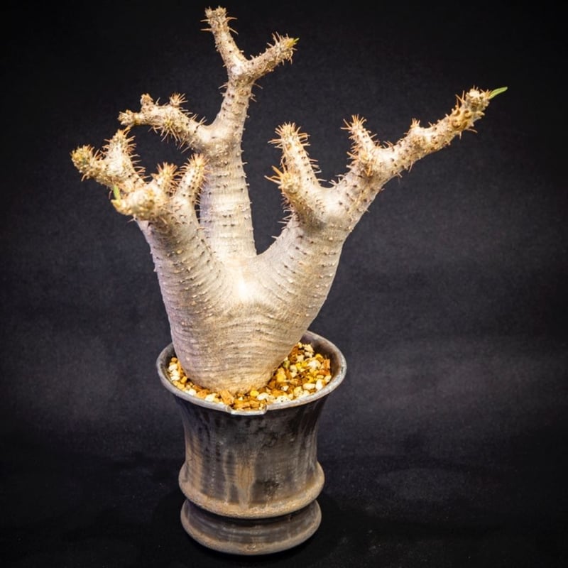 パキポディウム マカイエンセ Pachypodium makayense | Bloomsbu... パキポディウム マカイエンセ
