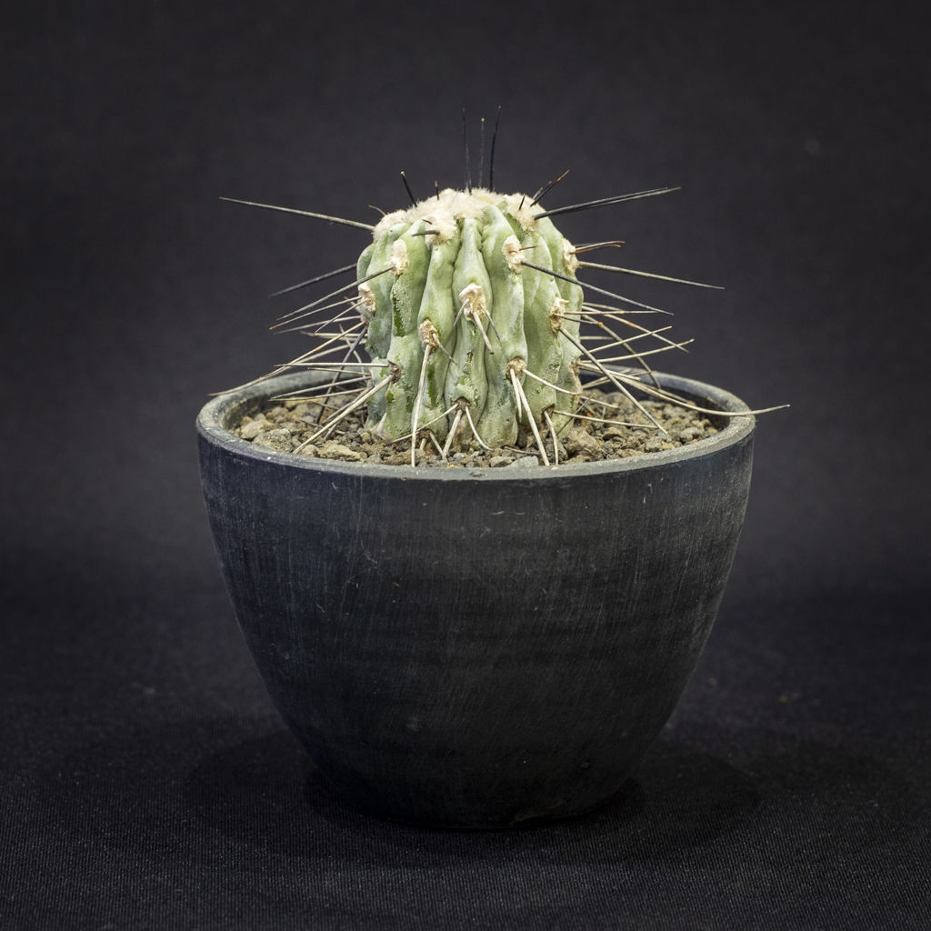 コピアポア シネレア 黒士冠 Copiapoa cinerea v. dealbata | B...