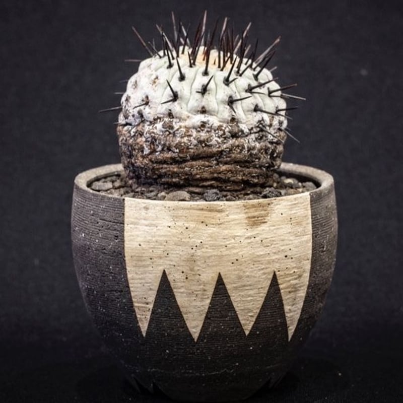 美株　選抜　Copiapoa　コピアポア    コルムナアルバ　孤竜丸