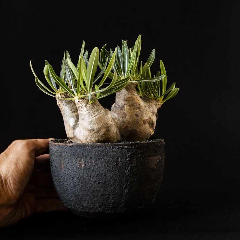 パキポディウム イノピナツム Pachypodium rosulatum var. inop...