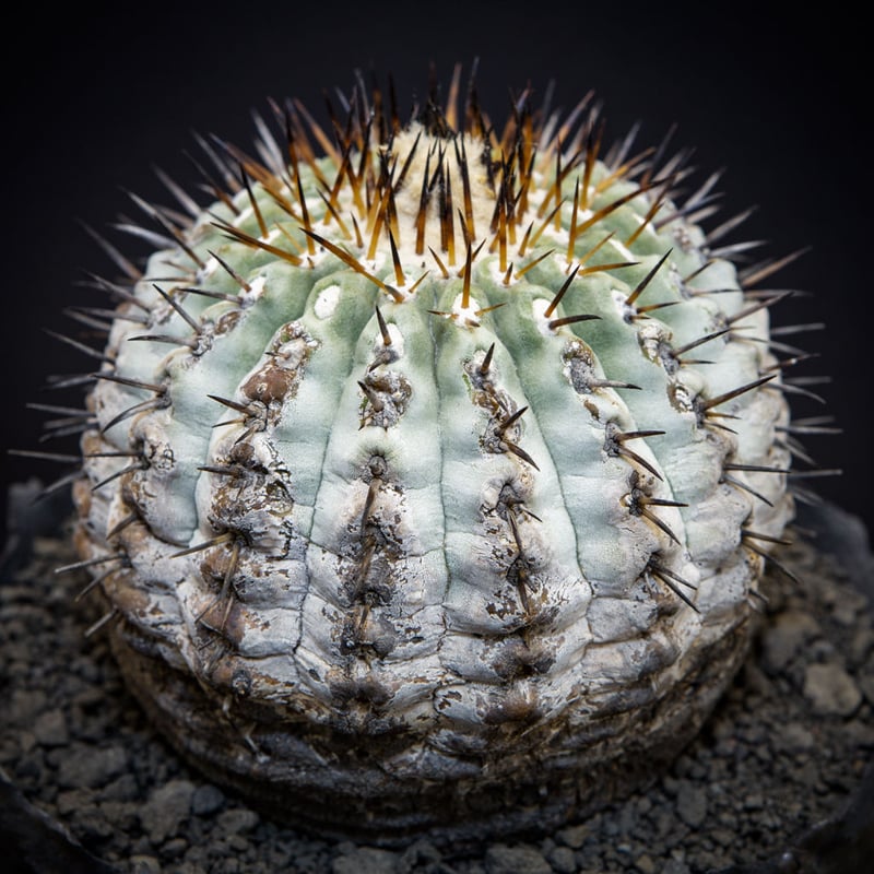 コピアポア シネレア黒王丸 Copiapoa cinerea | Bloomsbury PLANTS