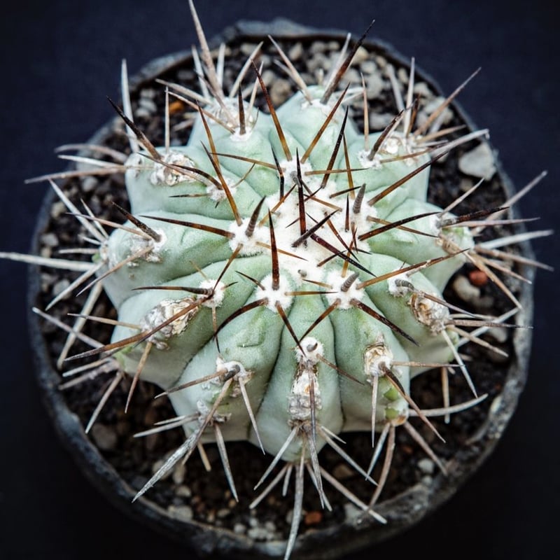 コピアポア シネレア 黒王丸 Copiapoa cinerea | Bloomsbury PL...