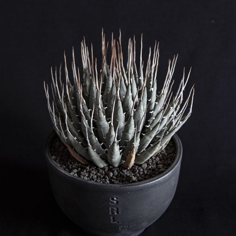 アガベ ユタエンシス エボリスピナ Agave utahensis eborispina | ...